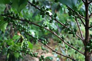 Coffee tree with green coffee beans on the branch photo