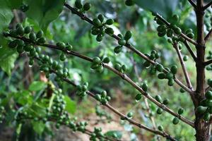 cafeto con granos de café verde en la rama foto