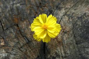 Marigold on grunge wooden table photo