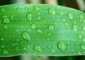 gotas de agua sobre la hoja verde fresca foto