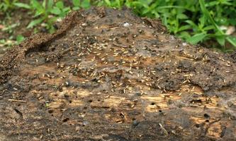 Termites on a plank of wood photo
