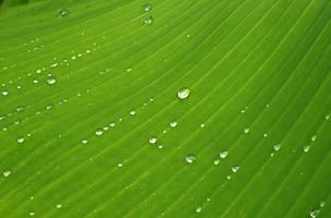 hoja de banano con gotas de lluvia foto