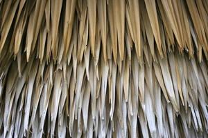 Dried up palm leaves photo