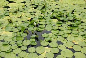 Green lotus and green fresh leaves photo