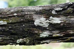 Old tree bark with mold on it photo