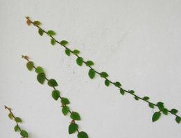 The Green Creeper Plant on wall photo