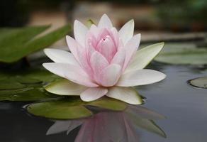 Pink lotus flot on the river gardent photo