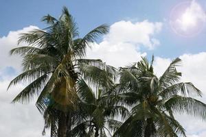 Coconut palm trees photo