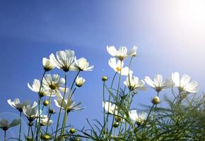 white daisies on blue sky background photo