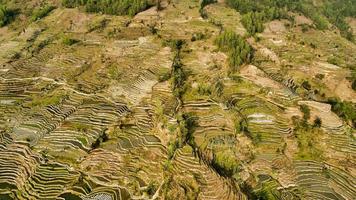 Green terraces during the day photo