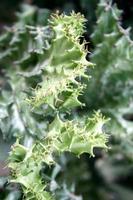 Green lettuce leaves outside photo