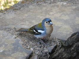 pájaro en el suelo foto