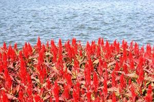 Colorful cockscomb flowers near water photo