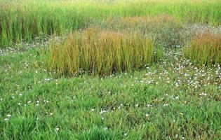 green meadows , green grass for background photo