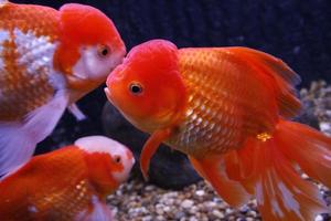 Primer plano de peces de colores en el fondo del agua foto