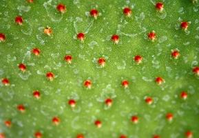 Red cactus dots photo