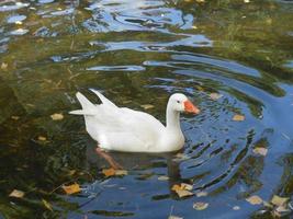 A white duck in the pound photo