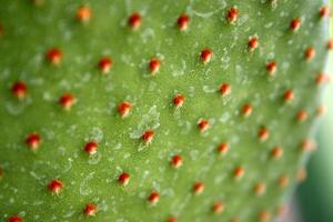 Close up of cactus with long thorns photo