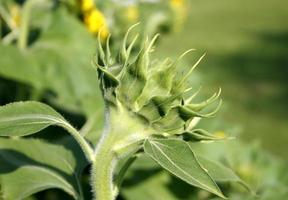 Sunflower bud outside photo