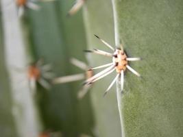 Close-up of cactus thorns photo