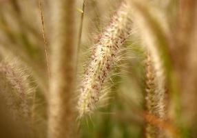 Close-up of wild grass photo