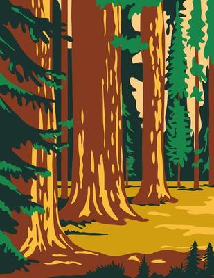 Sequoia Trees in Park in Sierra Nevada California Poster Art