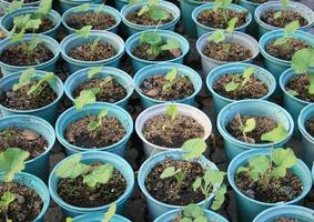 Seedlings flower in a pots photo