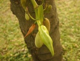 Jack fruit on tree photo