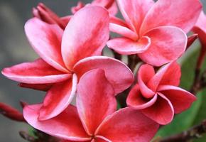 Red frangipani flowers photo