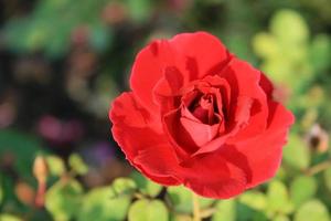 primer plano, de, un, rosa roja foto