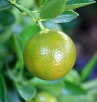 Close-up of lime photo