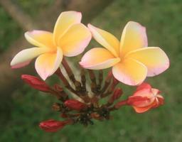 Yellow and pink frangipani photo