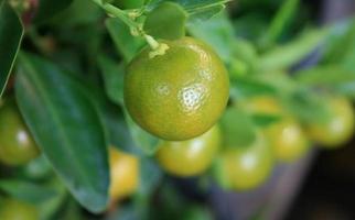 Ripe limes outside photo