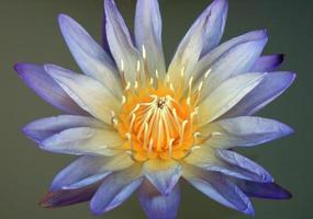 Blue lotus on water photo