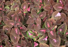 Purple leafed plant photo