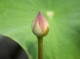 Pink lotus bud in pond photo