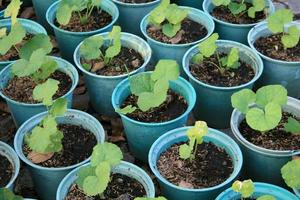 Seedlings flower in a pots photo