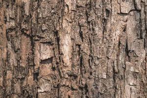 Tree bark surface photo