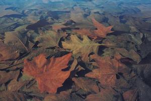 Red and brown maple leaves photo