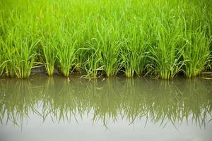 Rice field in Thailand photo