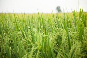 Rice field in Thailand photo