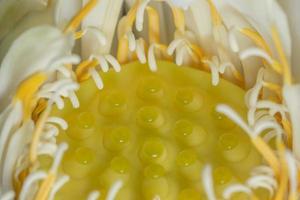 Lotus flower close-up photo
