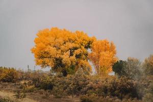 Yellow and green trees under white sky during daytime photo