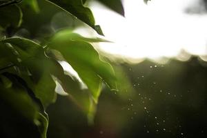 Green leaves on a blurred background photo