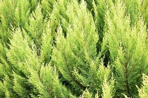 Lemon cypress leaves photo