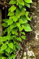 Leaves over the old wall photo