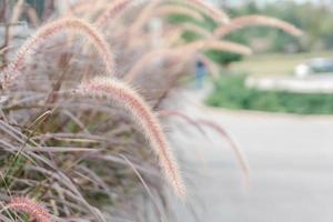 Wild field of grass, warm toning, shallow DOF photo