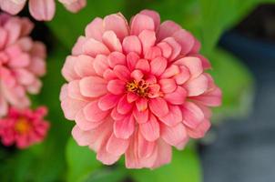 flor de zinnia rosa foto