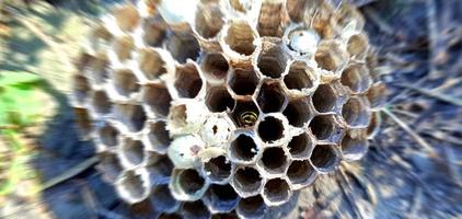 Wasps in nest photo