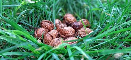 nueces en la hierba foto